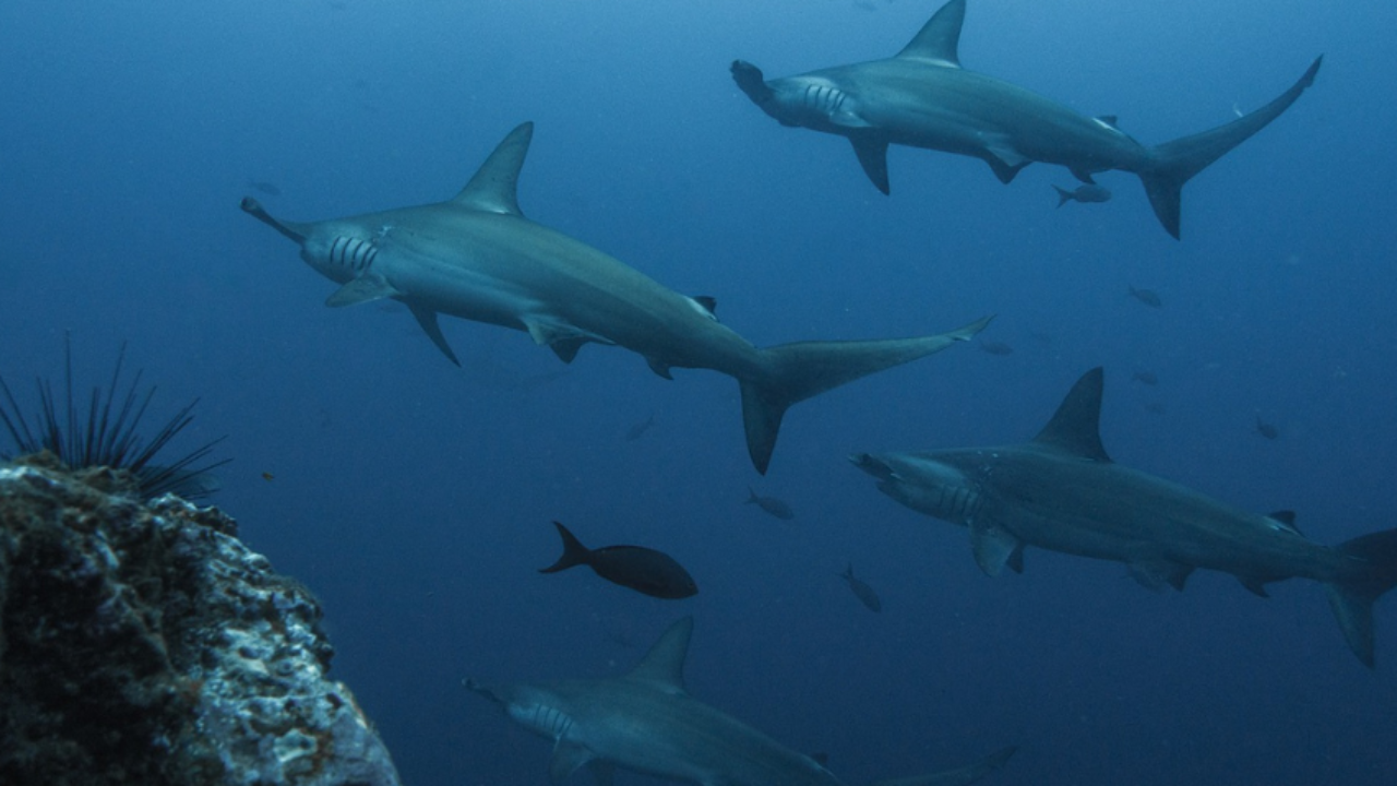 Erste 3D-gedruckte Haifischflossen helfen im Kampf gegen illegalen  Wildtierhandel - 3Dnatives