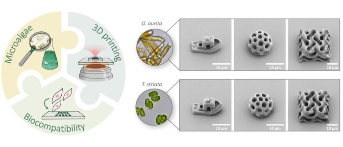 Mikroalgen-Tinte 3d-druck