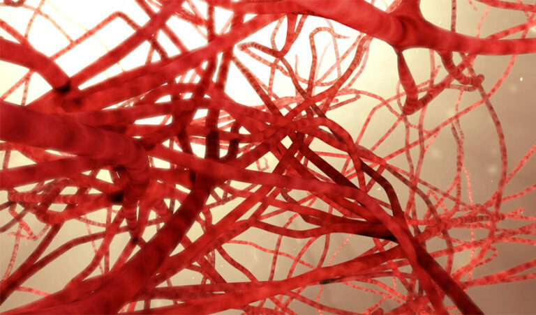 A Network Of 3D-Printed Blood Vessels To Facilitate Transplants - 3Dnatives