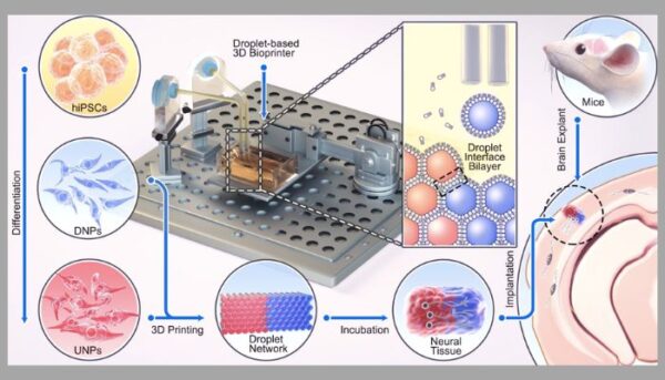 3D Bioprinting Opens Doors for Brain Injury Treatment - 3Dnatives