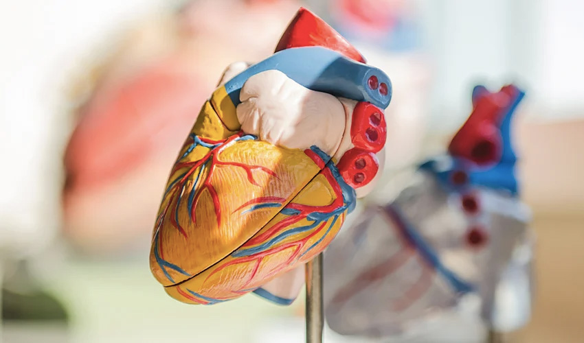 Impression 3D en santé : l'avancée du coeur en bio-impression 3D